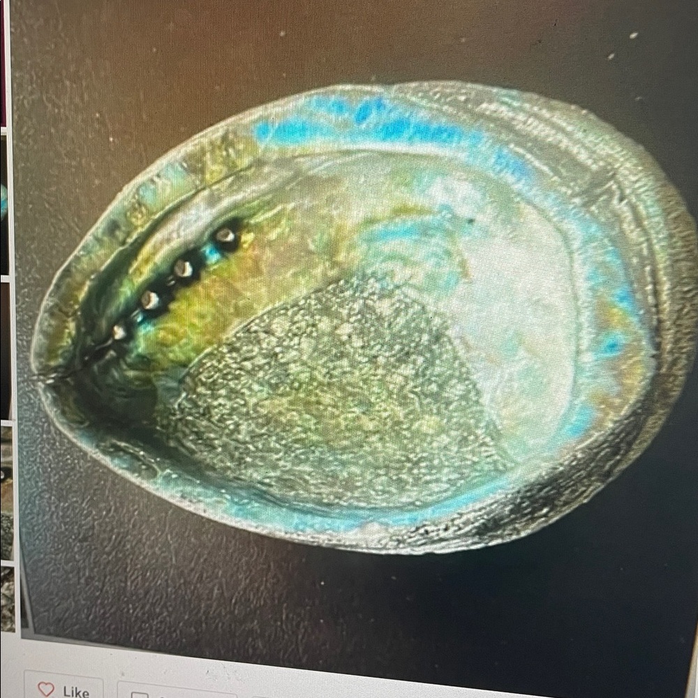 Iridescent Abalone Shell Trinket Dish or Jewelry dish